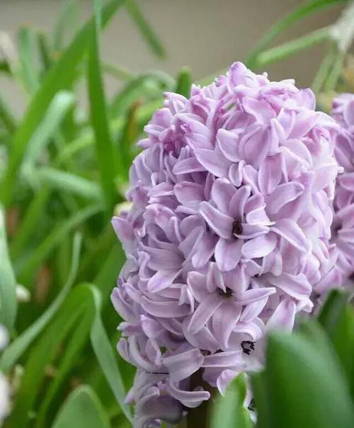 风信子花语与寓意（揭示不同颜色风信子的花语和寓意）