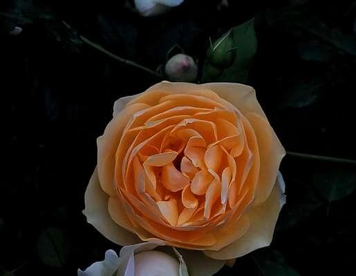 黄色月季花的花语与意义（探寻黄色月季花的美丽秘密）
