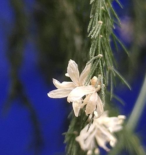 以文竹花语（展示坚定不移的爱与忠诚）