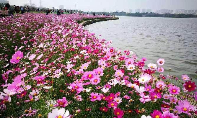 波斯菊花的寓意与象征（探索波斯菊花的文化内涵与神秘力量）