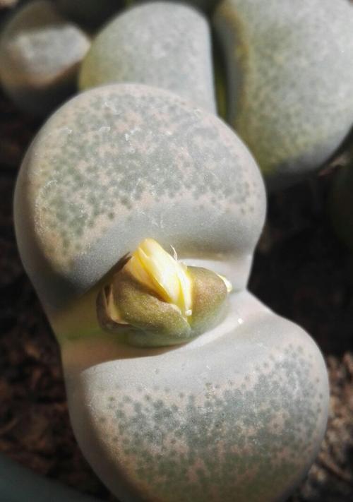 屁股花的徒长处理方法（如何防止屁股花徒长）
