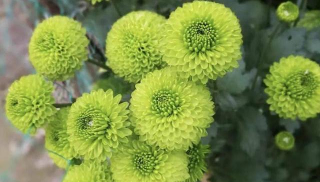 如何养好乒乓球菊花，让它爆盆绽放（“乒乓球菊花养护”）