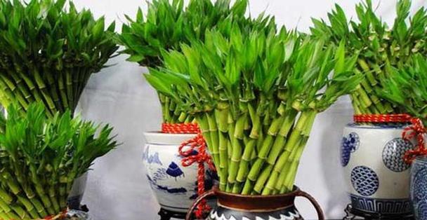 苹果在十二生肖中代表哪个生肖（探究苹果在中国文化中的象征意义）
