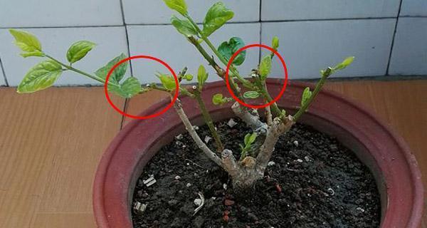 苹果树摘心打顶时间与方法（掌握摘心打顶技巧）