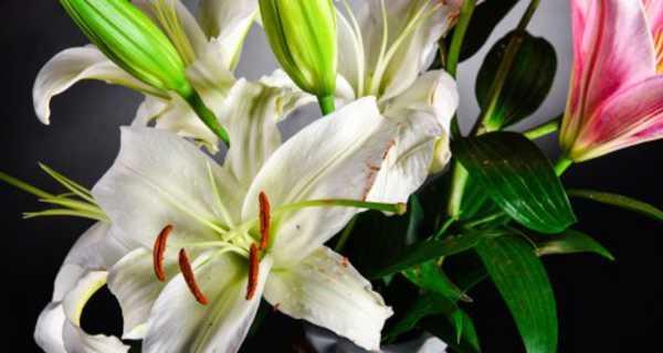 百合花的寓意与象征意义（揭示百合花寓意的深层内涵）