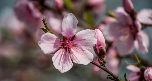 桃花花语，传递爱情的甜蜜秘密（桃花花语解读）