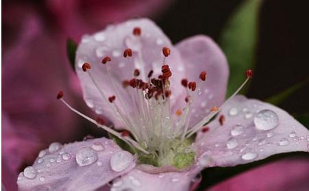 桃花花语的意义与传承（桃花花语的源起与神秘魅力）
