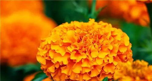 万寿菊的花语与寓意（以花开盛世）