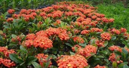 仙丹花（仙丹花的花语含义及神话故事）
