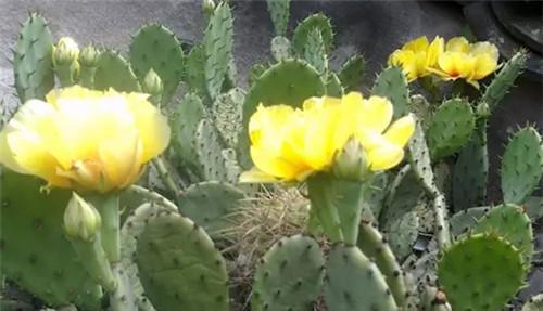 仙人掌的花语与寓意（探寻仙人掌的神秘之花）