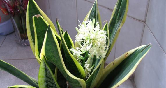 虎皮兰开花预示着什么（探秘虎皮兰的神奇之处）