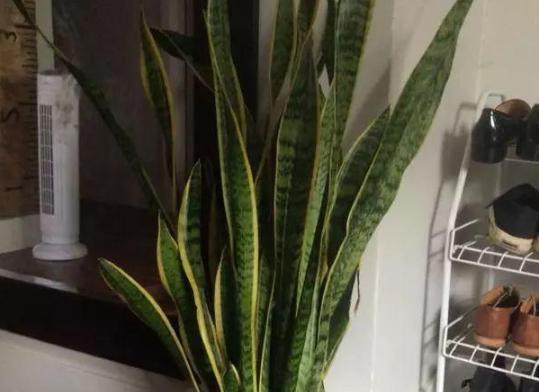 虎皮兰的室内养护方法（如何让虎皮兰在室内健康成长）
