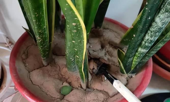 虎皮兰的种植技巧及配土方法（打造完美的生长环境）