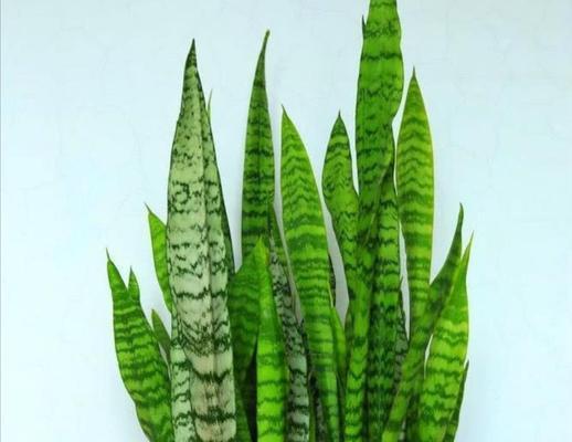 虎皮兰喜肥，肥料不可少（肥料类型）