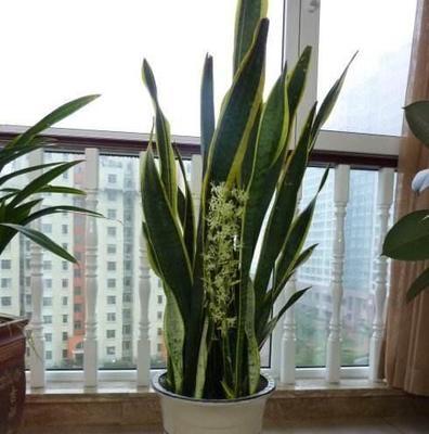 怎样养护虎皮兰让它开花（从环境、土壤到水肥）
