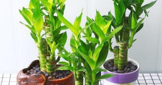 象征事业步步高升的植物（植物与事业的奇妙共生关系）