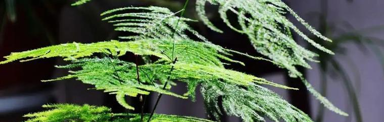 友情之花（探寻植物中的友情力量）
