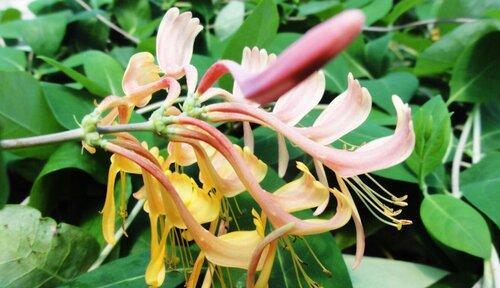 自信力之花（探索自信的花园）