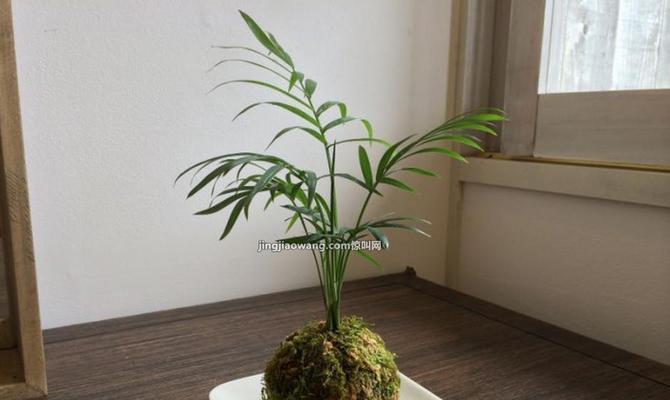植物与禅意（以象征禅意的植物为主题的心灵之旅）