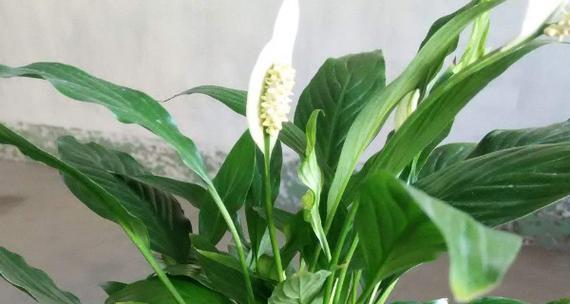 以一帆风顺开花——预示着什么（吉祥寓意与象征意义解析）