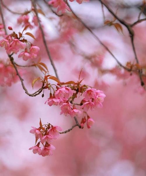 樱花的花语和传说（探索樱花的魅力和神秘传说）