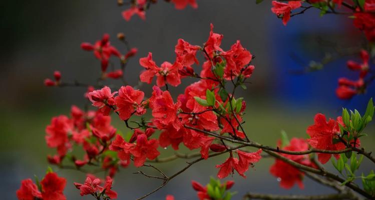 映山红花语与代表意义（中国传统文化中的花卉之王）