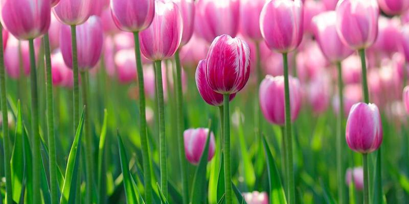 郁金香花的象征意义及文化价值（探索郁金香花的美丽与多元）