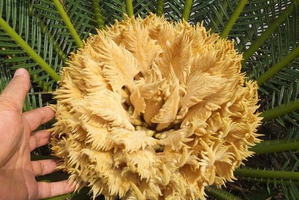 铁树开花的奇迹（揭秘铁树开花的关键因素和神秘现象）