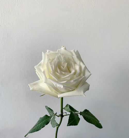 朱丽叶玫瑰花语的深意（探寻朱丽叶玫瑰花语的浪漫与悲剧）