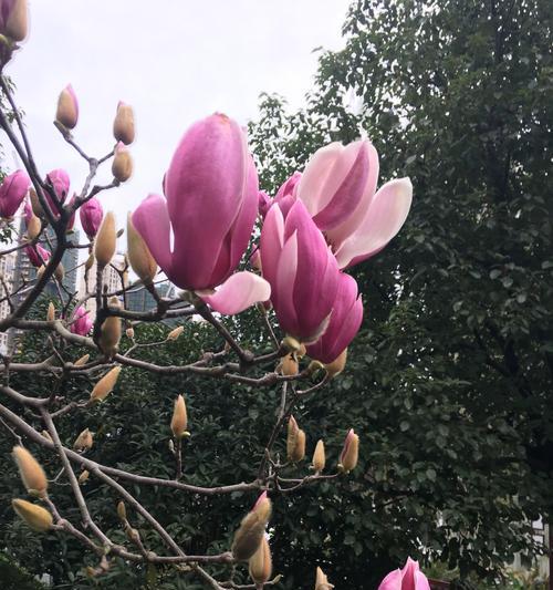 竹子（竹子的生命哲学以及它所象征的精神境界）