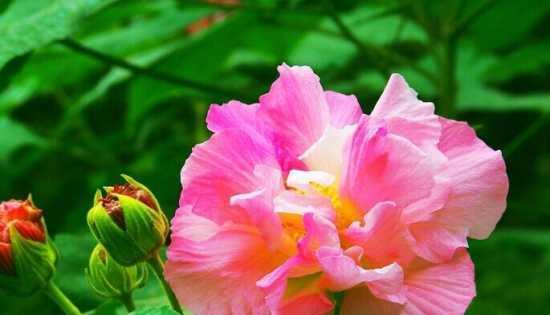 芙蓉花的花语与寓意（一朵含情脉脉的花儿）
