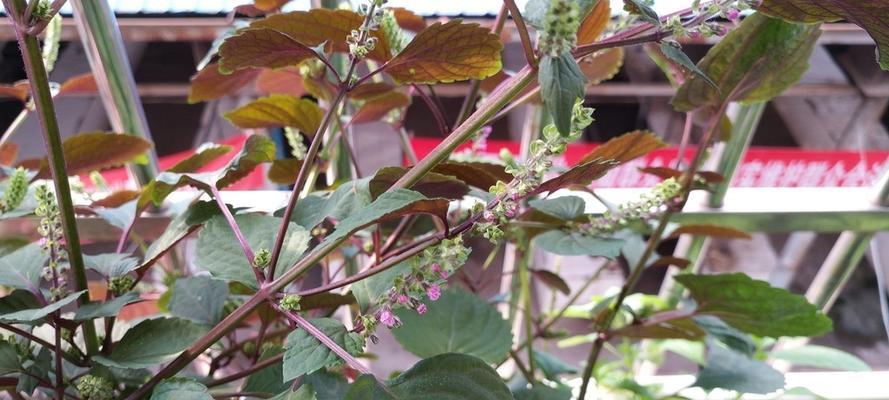 藿香花语与传说（藿香花语的深刻含义与历史传说）