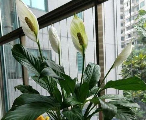 水培白掌不开花的原因（如何让水培白掌开花）