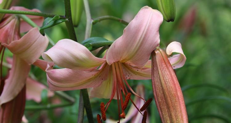 橙色百合花的寓意与象征（探秘橙色百合花的独特魅力）