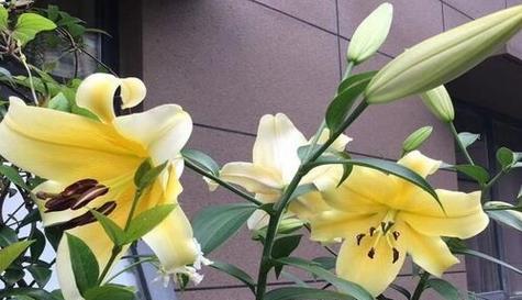 百合花冬天如何保护（百合花冬季保护措施）