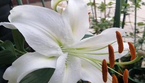 百合花冬天开花吗（探究百合花在寒冷季节的开花情况）