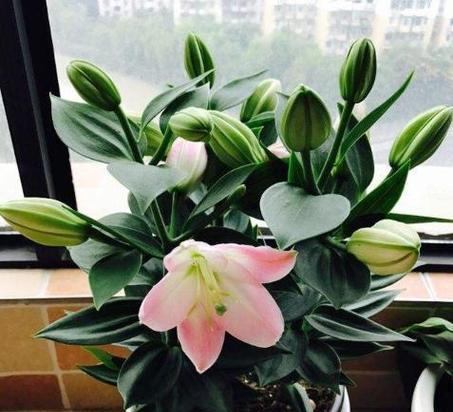 百合花的养殖方法和养护要点（掌握这些技巧）