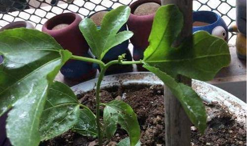 百香果籽的种植方法（从果实采摘到种植过程）