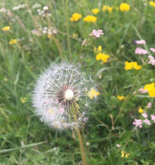 蒲公英花，象征自由坚强的人（追逐风的勇者——蒲公英花的生命之旅）