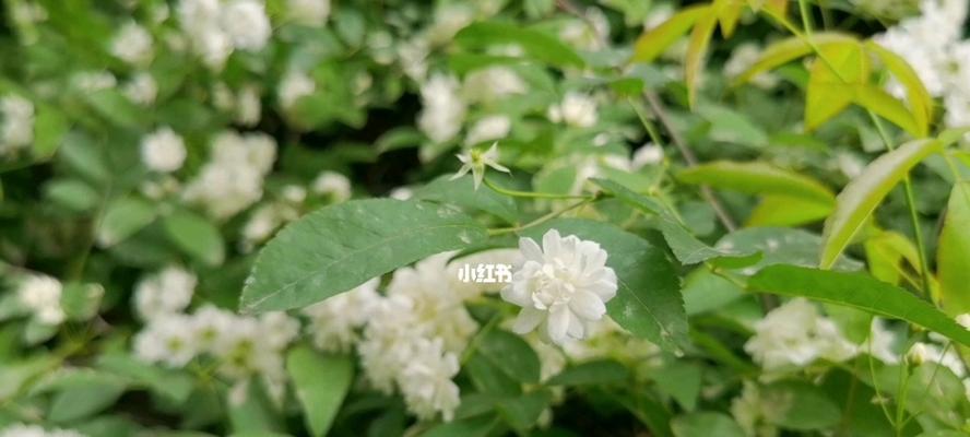 七里香花语（用芬芳的七里香）