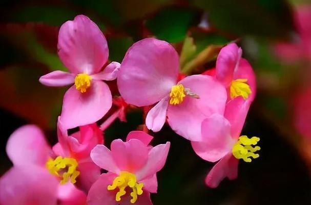 秋海棠花语与寓意（秋海棠的花语解读及文化寓意）