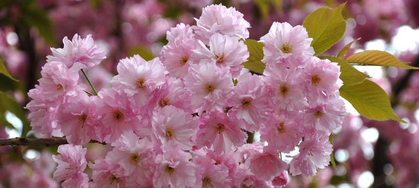 樱花之美（日本樱花的意义及其文化传承）