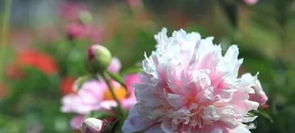 芍药花语（探寻芍药花的花语及其象征意义）