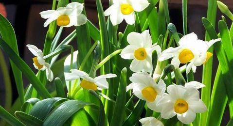 水仙花花语的含义及象征（寓意深远的水仙花）