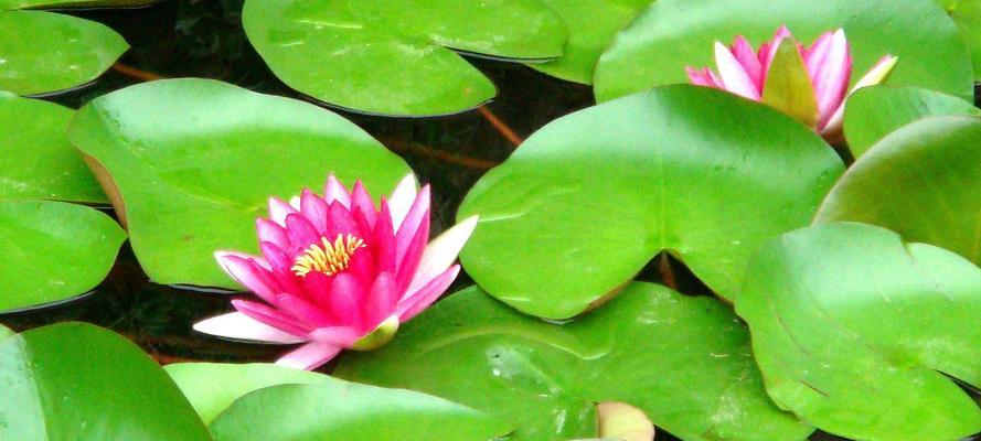 睡莲花语（揭示睡莲花的象征意义）