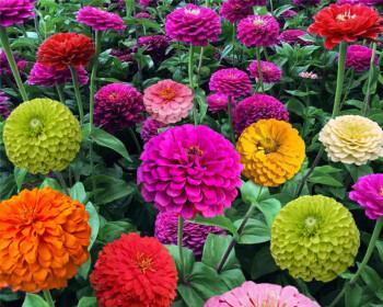 四季花卉盛开，万象更新（探秘四季最有代表性的花卉美景）