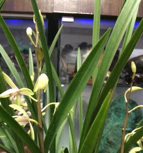 兰花草开花时间及注意事项（如何让兰花草更美丽地开花）