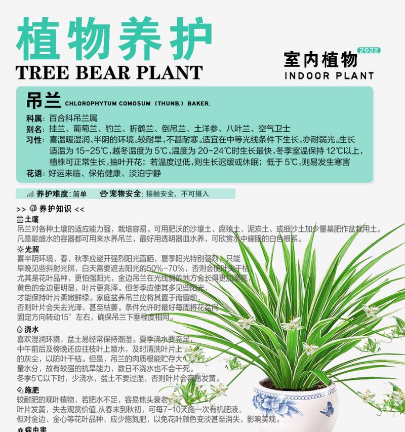 兰花换盆后要不要浇水？换盆后的浇水方法