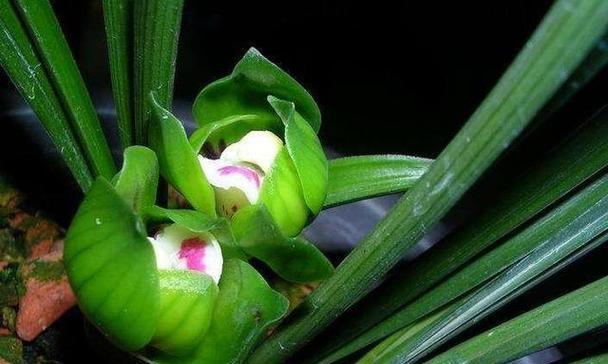 兰花种植最佳月份（适合种植的时间和注意事项）