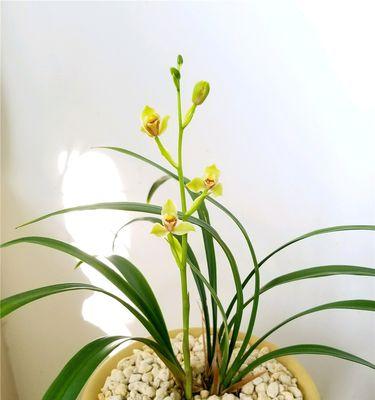 秋天竟是兰花开放的好季节（解密兰花秋天开花的奥秘）